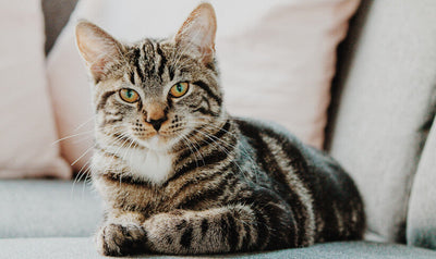 Katzen - Erziehung & Aufzucht