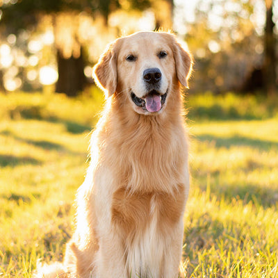 Hunde - Trockenfutter